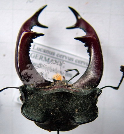 Head and Mandible variations in Lucanus cervus cervus